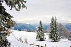 Black Forest