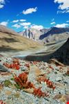 Himalayan Scenic