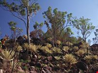 Cycads