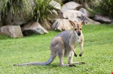 Baby kangaroo