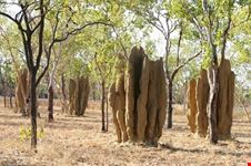 Termite Hills