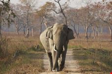 Wild male Asian Elephant walking along a track 