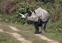 Indian one horned rhinoceros