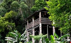 Longhouse in the Jungle