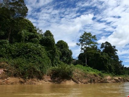 Riverbank Jungle Riverbank Jungle