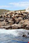 Australian fur seals