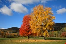Battlefield Park