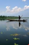 A young boy in Kashmir collecting grass off the bottom of a lake