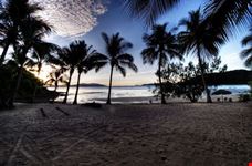 Tropical Palms