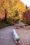 Colorful trees