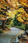 Autumn in the park
