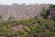 Tea Plantation
