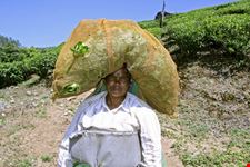 Female Tea Plantation Worker 