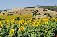 Paesaggio estivo con girasoli