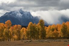Storm and aspens