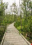 Marsh Boardwalk
