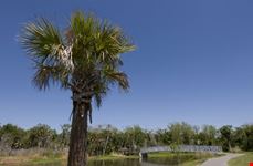 titusville view of palm tree at chain of lakes park