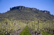 Pear Orchard with Table Rock