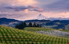 Sunset view of mount hood from an orchard in Hood River 