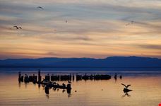 Seagulls on wooden pilings