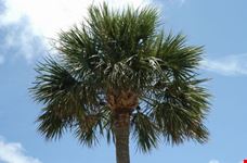 Palm tree