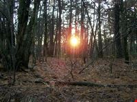 Tramonto nel bosco