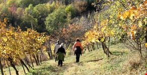 Camminata tra le vigne