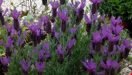 assisi lavanda stoecas fiorisce ad aprile
