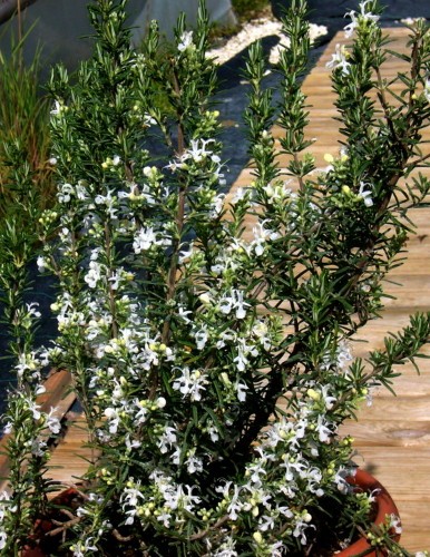 rosmarino con fiori bianco