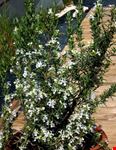 assisi rosmarino con fiori bianco