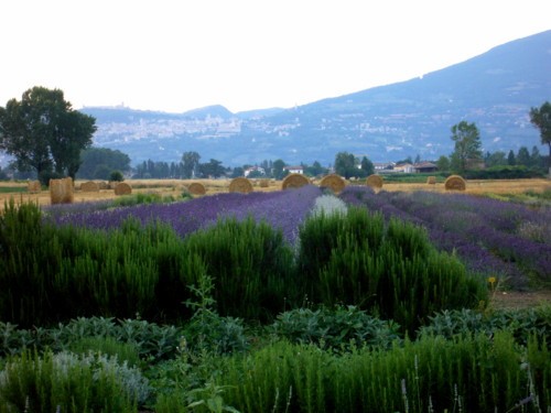Coltivazione di lavanda e di aromatiche ad Assisi