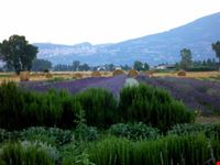 assisi coltivazione di lavanda e di aromatiche ad assisi