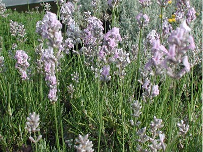 Lavanda rosa