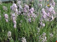 assisi lavanda rosa