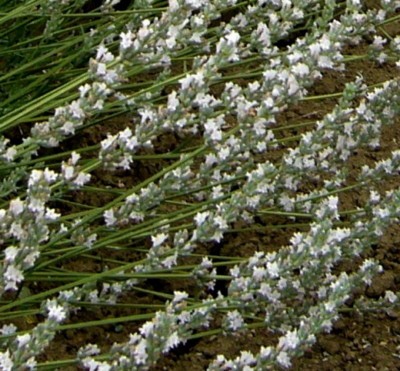 lavanda bianca
