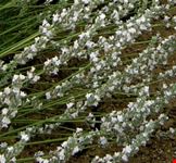 assisi lavanda bianca