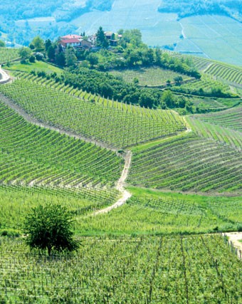 Vigne del Piemonte