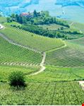 Vigne del Piemonte
