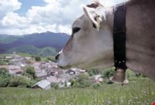 Valbona