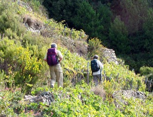 Le camminate tra le vigne...