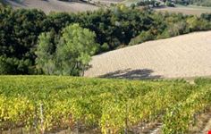 Le vigne della cantina Folesano