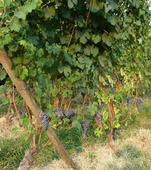 I grappoli rigogliosi delle Langhe