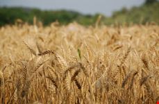 Il nostro oro naturale