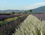 assisi foto assisi e itinerario naturalistico lavandeto di assisi