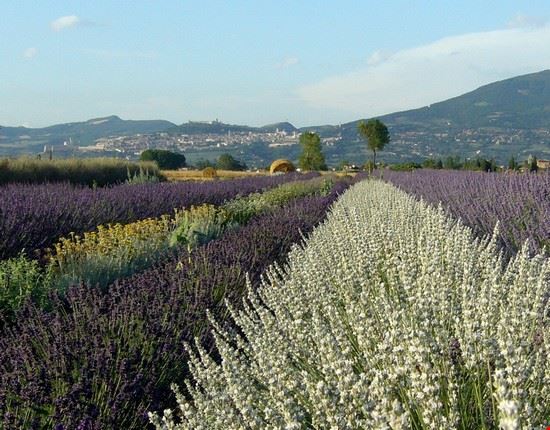 Lavandeto ai piedi di Assisi         Foto Assisi e Itinerario naturalistico: lavandeto di assisi lorena fastellini lorena fastellini