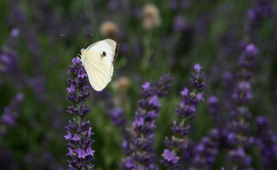 Lavanda arabian night (viola)