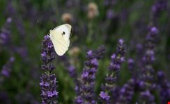 assisi lavanda arabian night viola