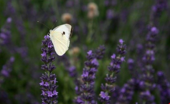 Lavandeto ai piedi di Assisi         Lavanda arabian night (viola) lorena fastellini lorena fastellini