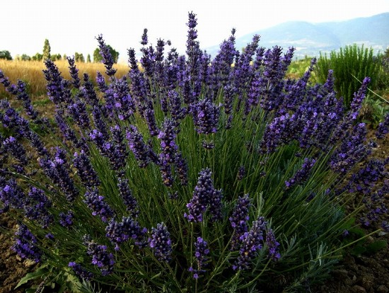 Lavanda Hidcote blu (BLU)