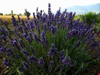 assisi lavanda hidcote blu blu